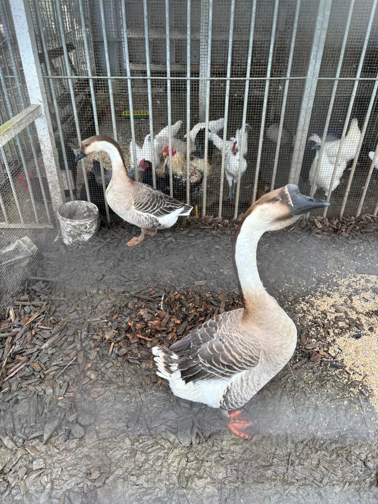 Broedeieren chinese knobbelgans, Dieren en Toebehoren