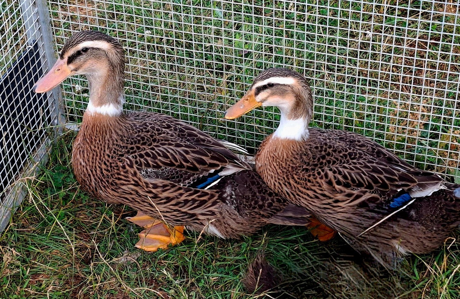 Rouaan eend, Femelle, Canard