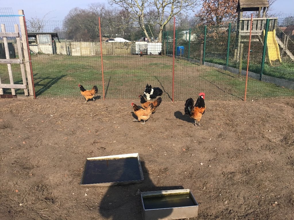 Vorwerk, Dieren en Toebehoren, Vrouwelijk, Kip