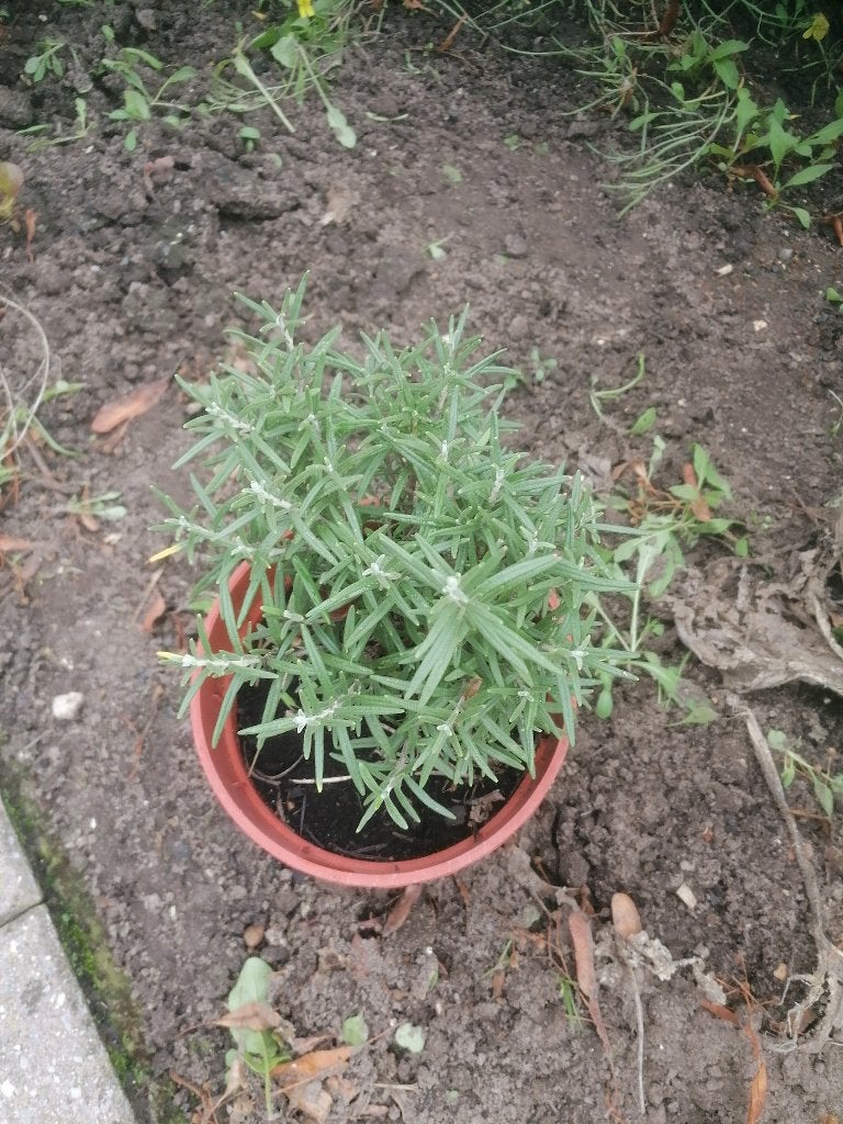Rozemarijn, Tuin en Terras, Ophalen