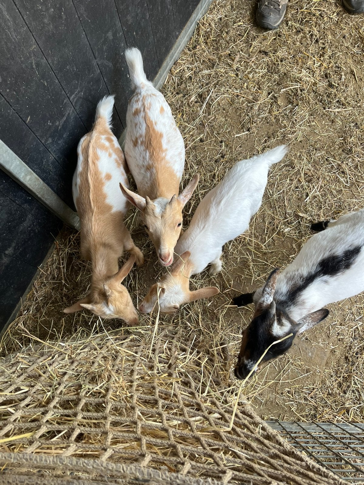 Dwerggeit, Plusieurs animaux, Chèvre, 0 à 2 ans