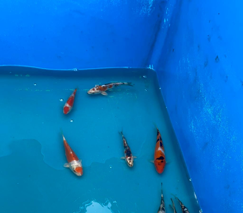 Japanse koi 15-20cm, Animaux & Accessoires, Poissons | Poissons d'étang, Carpe ou Koï