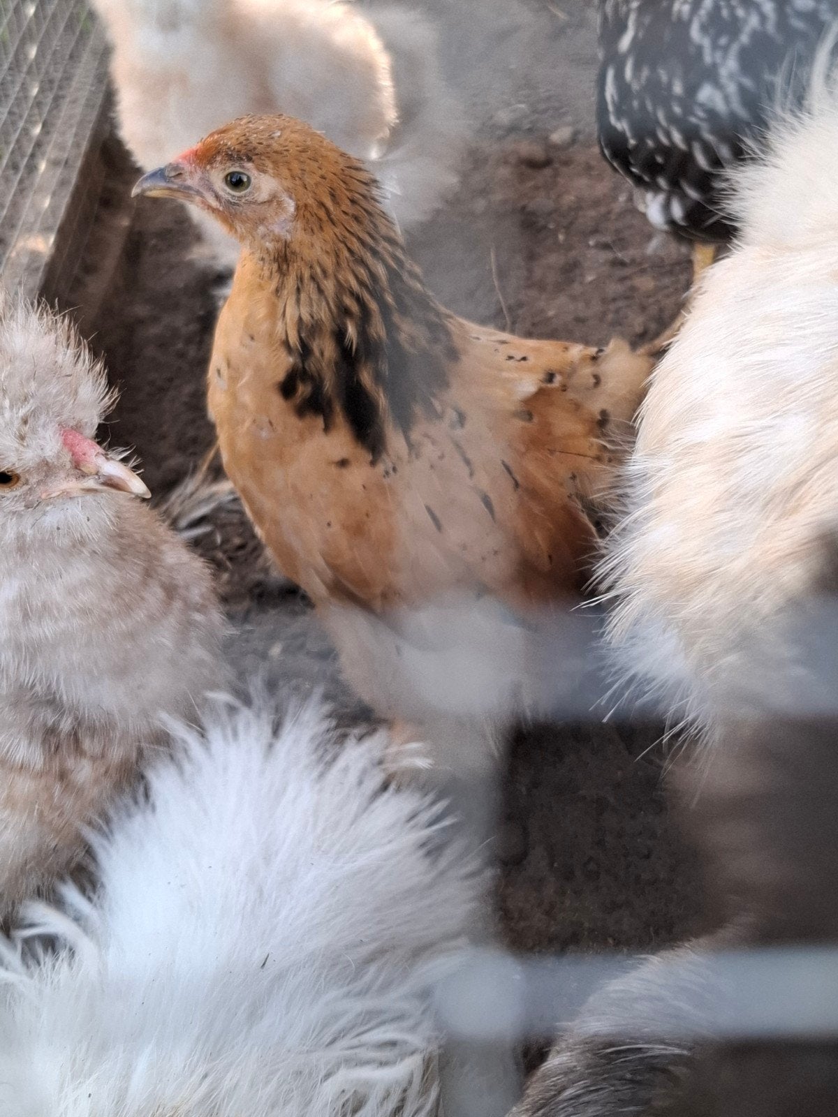 cochin en friese hoen, Dieren en Toebehoren, Kip