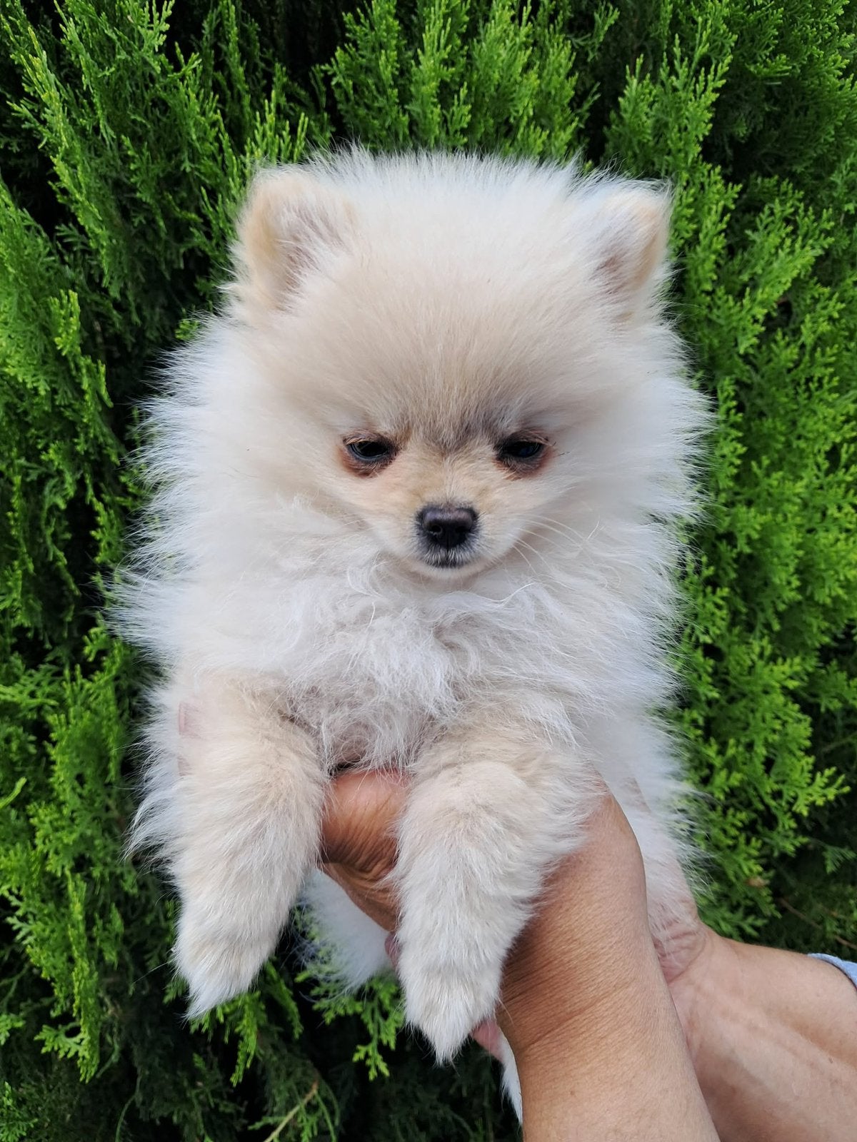 Mini pomeriaan puppy, België, Fokker | Hobbymatig, 8 tot 15 weken, Teef