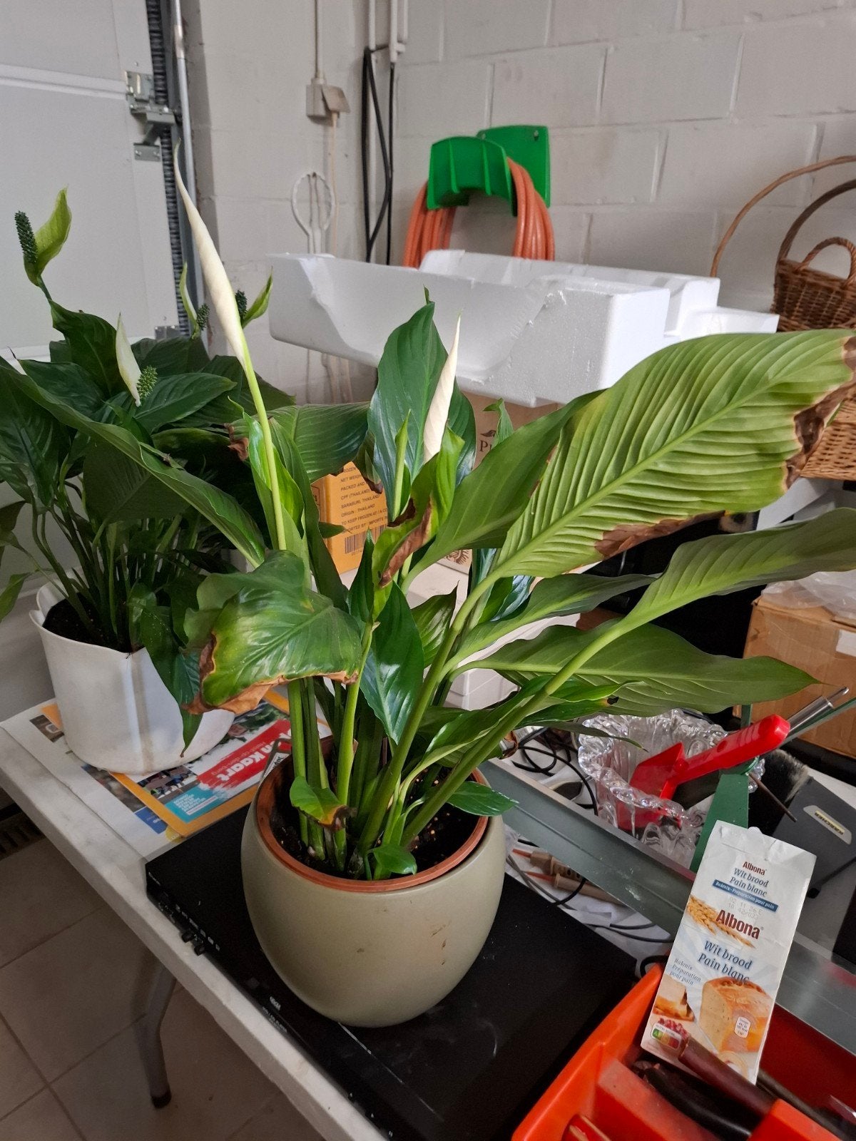 Lepelplant 12 euro, Huis en Inrichting, Kamerplanten, Ophalen