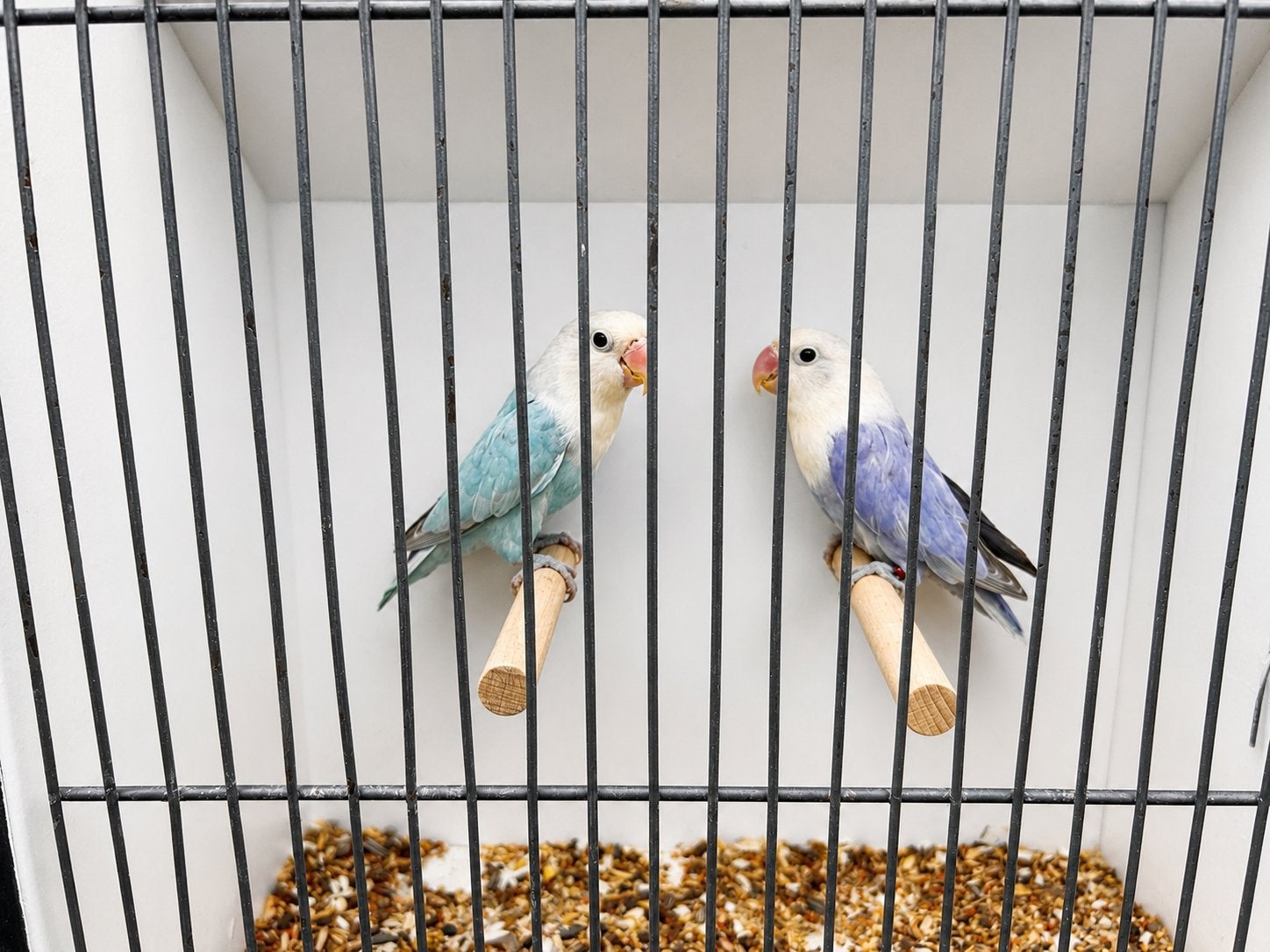 Bewezen Dilute koppel, Meerdere dieren, Dwergpapegaai of Agapornis, Geringd