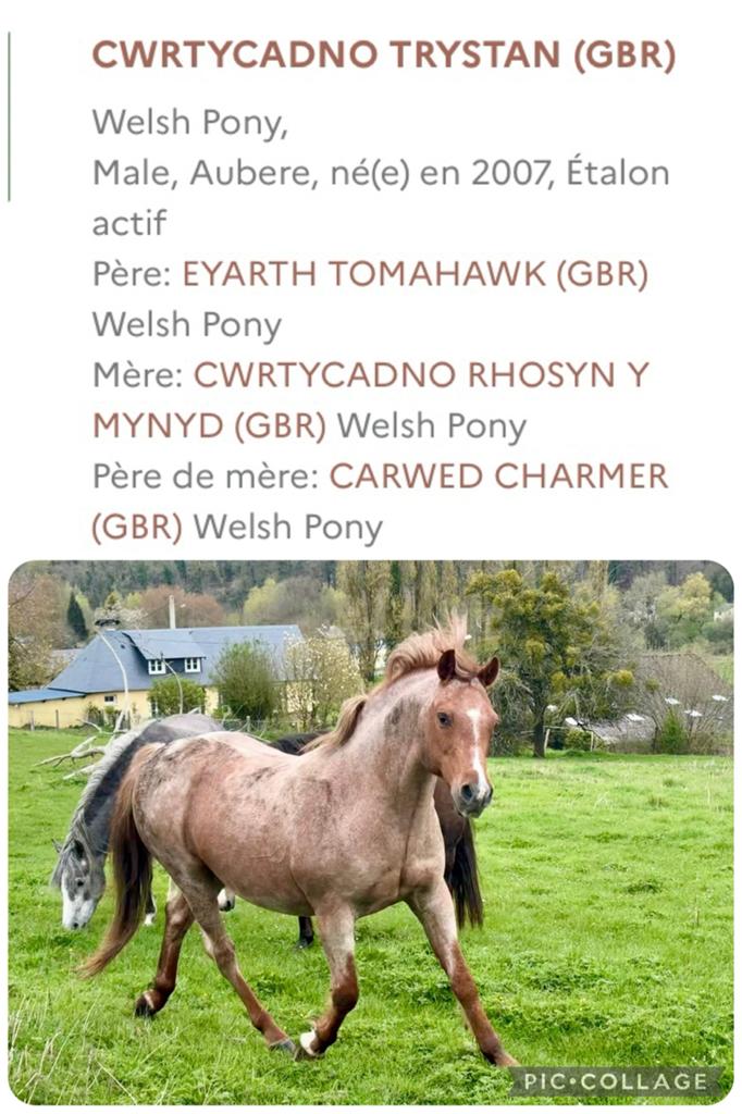 fokkerij van ponyhengsten uit Wales, Dieren en Toebehoren, Pony's, Hengst, B