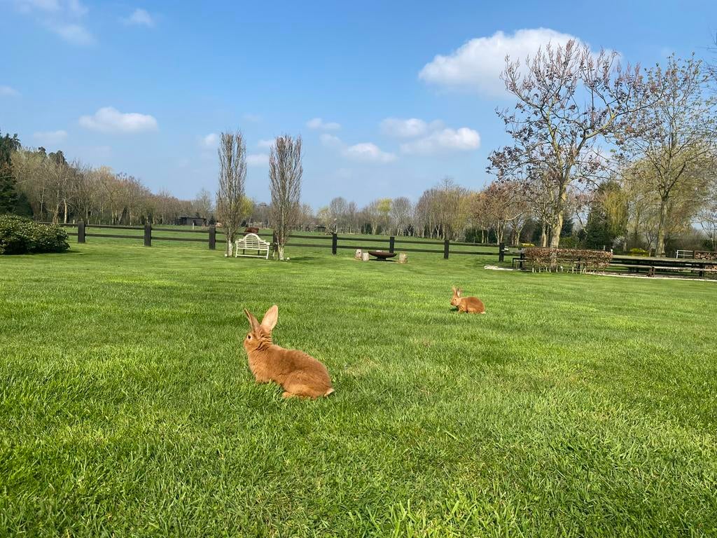 Konijnen/kippen/vogels beu? We bezorgen ze een gouden thuis, Dieren en Toebehoren, Verzenden