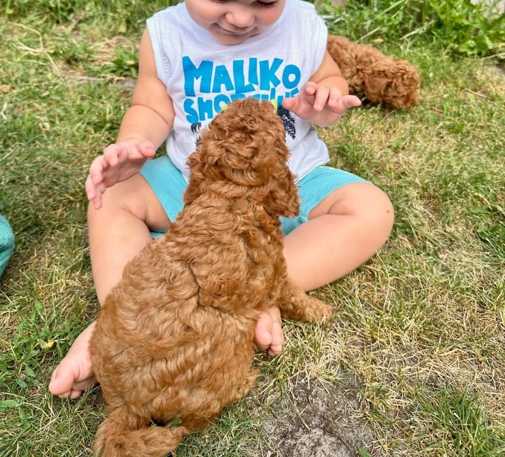 Poedel pup abrikoos dwergpoedel, Poedel, België, Particulier, 8 tot 15 weken