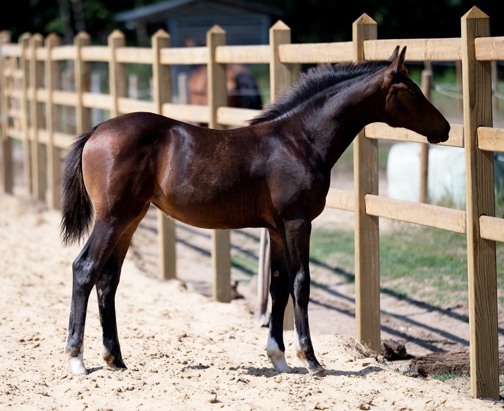 BWP-merrieveulen Codex One x Bufero uit bewezen merrielijn, Avec pedigree, 165 à 170 cm, 0 à 2 ans, Jument