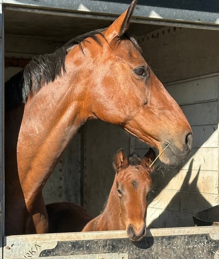 Spring fokmerrie te koop - stermerrie, 11 ans ou plus, Avec pedigree, M, 160 à 165 cm