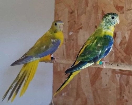 Turquoisine parkieten, Meerdere dieren, Parkiet, Geringd