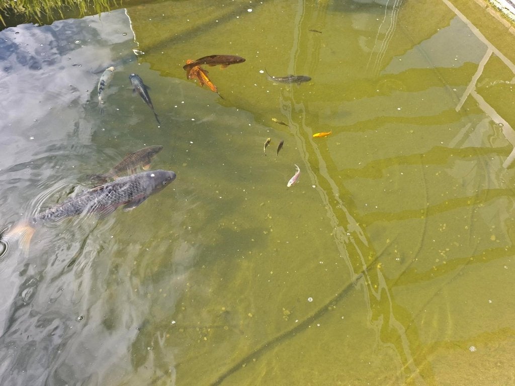 Baby koi - gratis af te halen, Dieren en Toebehoren, Vissen | Vijvervissen, Karper of Koi