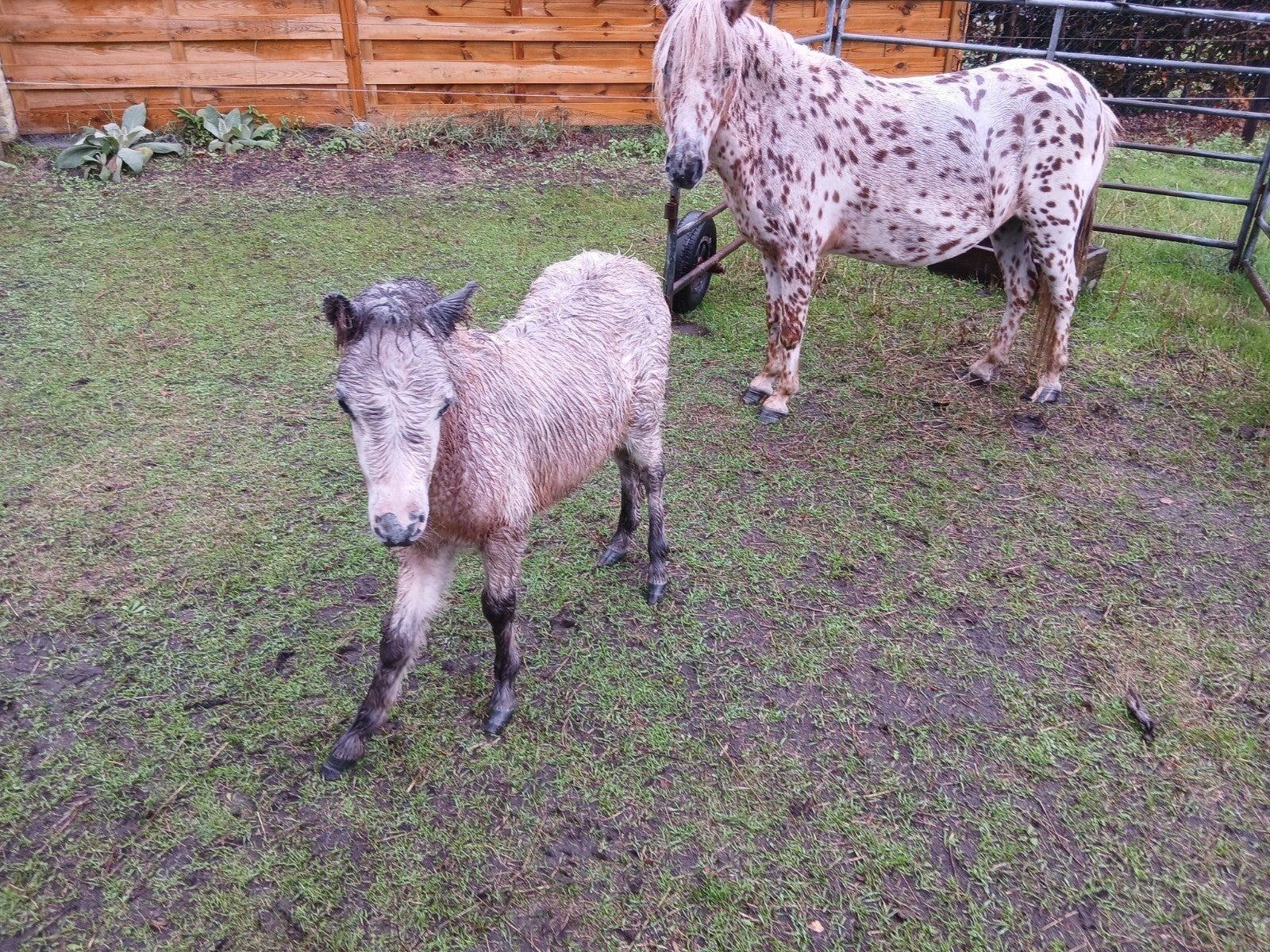 2 hengstjes nog niet gechipt, Dieren en Toebehoren, 0 tot 2 jaar