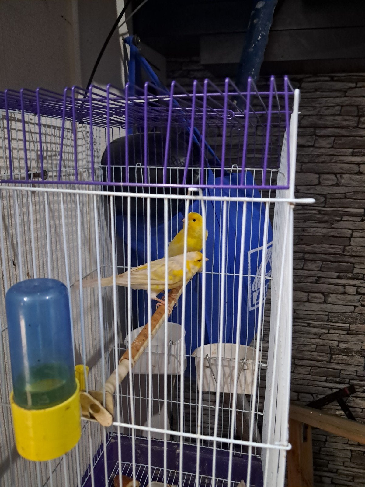 koppel kanari met kooi 40 euro