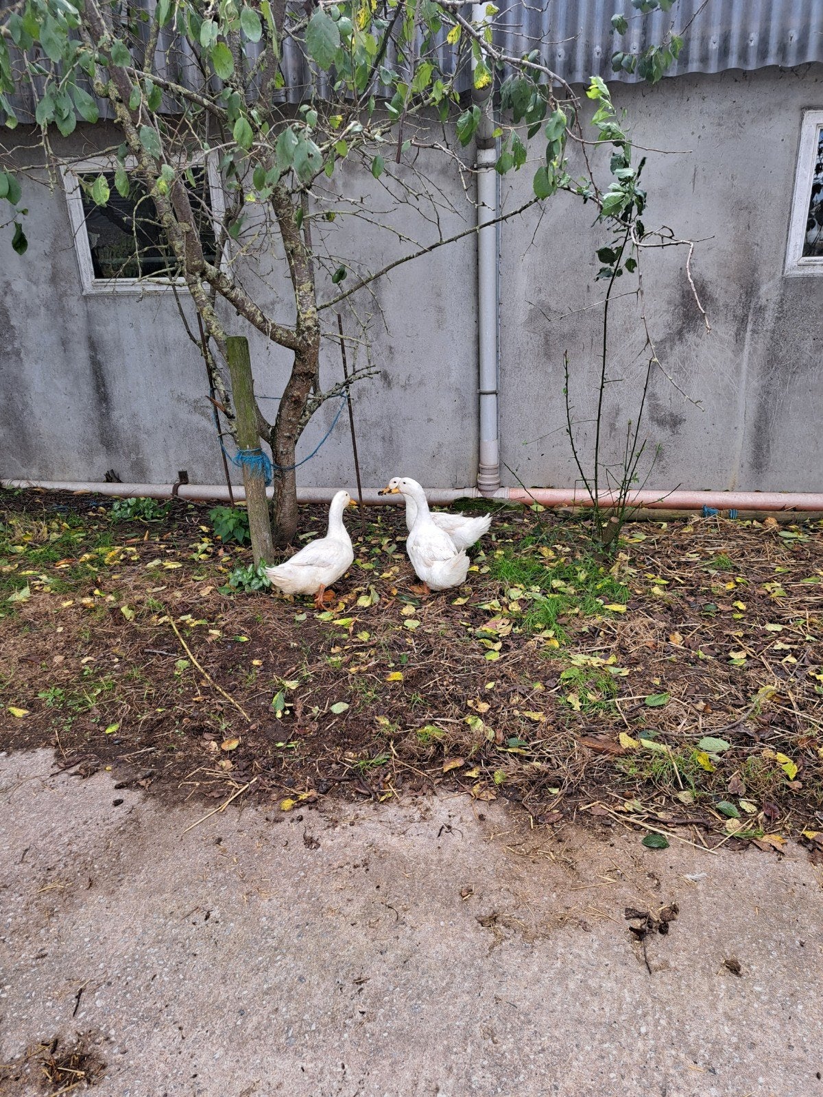 broedeieren peking eend, Dieren en Toebehoren, Eend