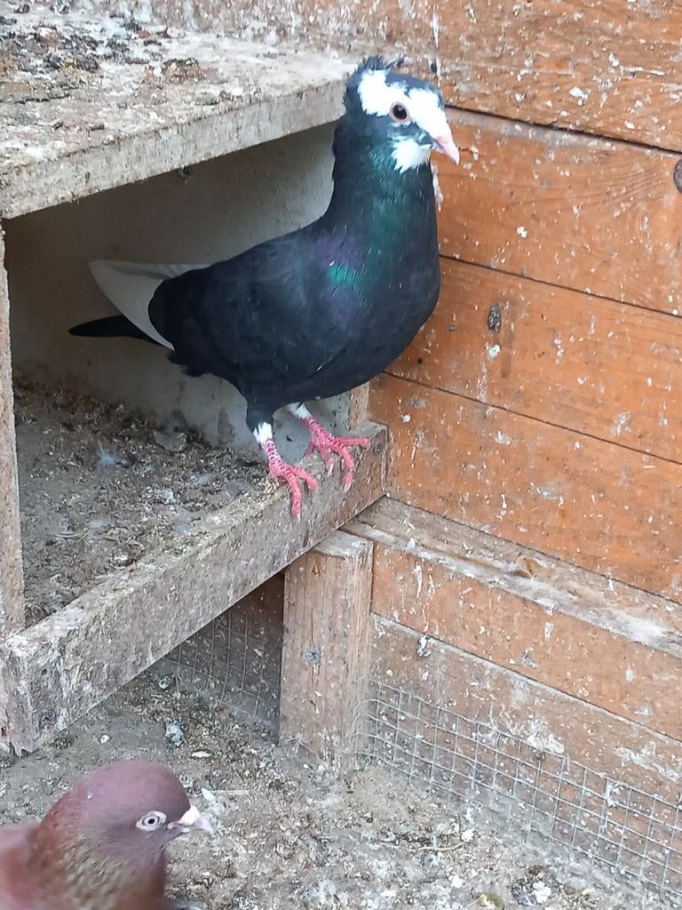 Iranian mooi duiven 20€ Koppel, Dieren en Toebehoren