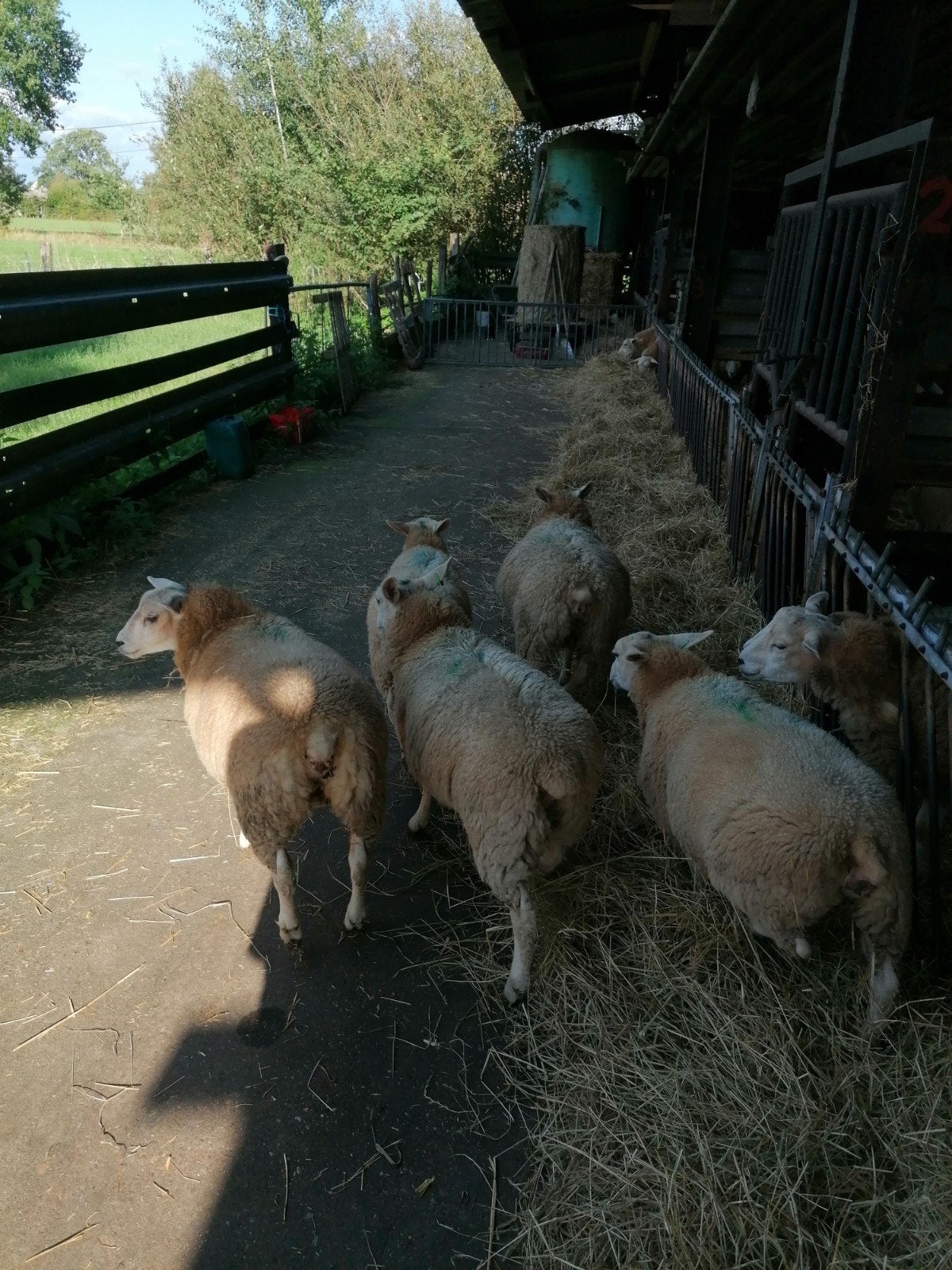 5 franse texel ooitjes, Dieren en Toebehoren, Vrouwelijk, Schaap, 0 tot 2 jaar