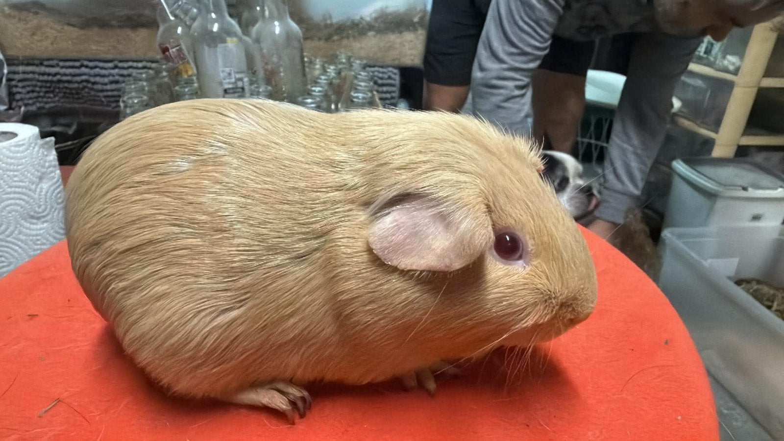 Cavia, cobaye Poil lisse femelle agouti argenté lilas/safran, Animaux & Accessoires, Domestique, Mai, Cobaye, Femelle