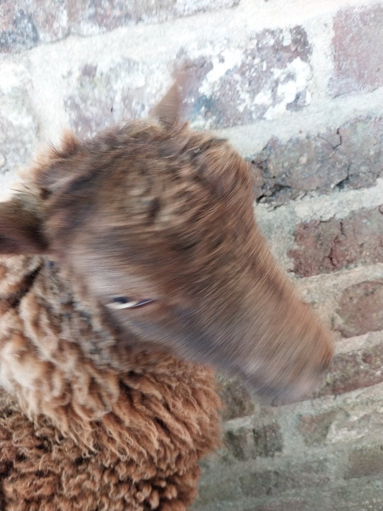 Ouessant, Femelle, Mouton, 0 à 2 ans