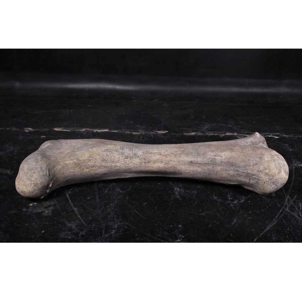 Dinosaur Bone – Dinosaurus beeld Lengte 118 cm, Verzamelen, Ophalen, Nieuw
