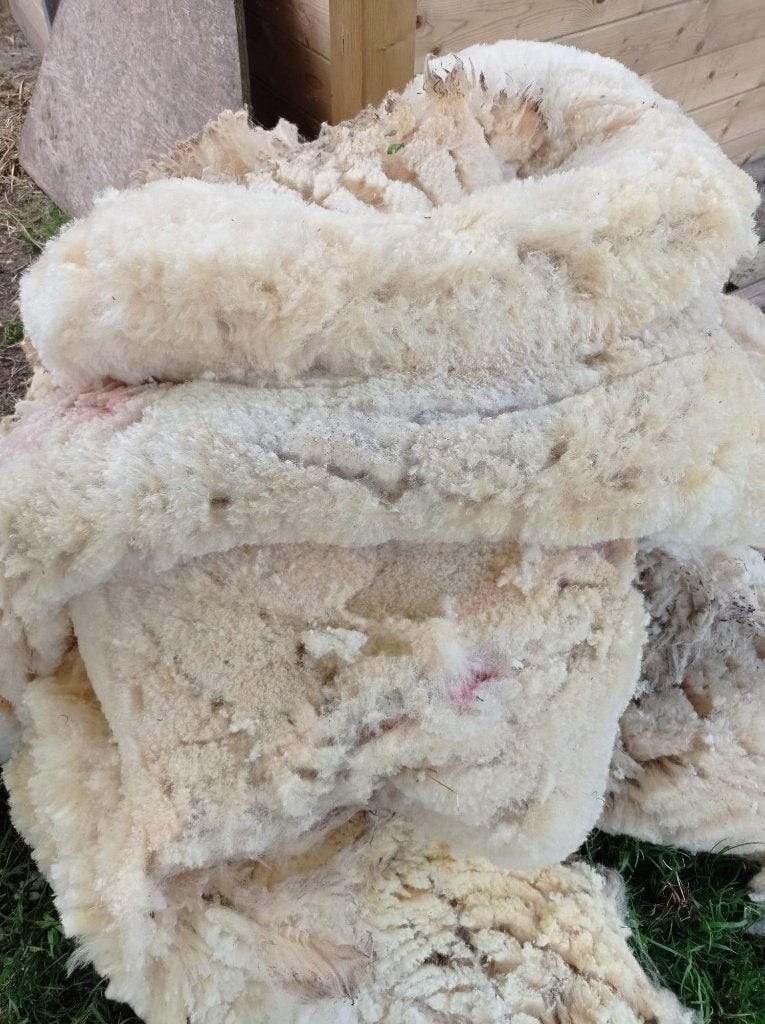 Wol van schapen, Dieren en Toebehoren, Schaap