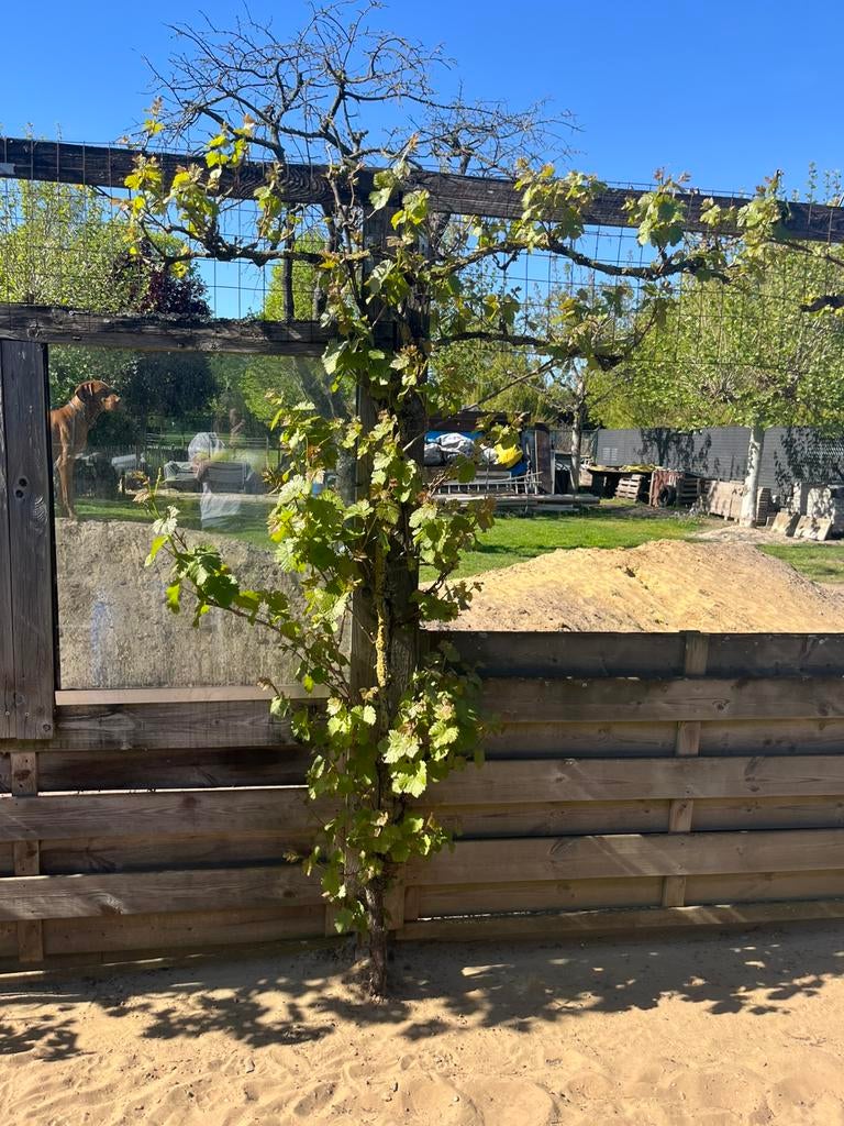 Druivelaars verschillende stuks beschikbaar, Tuin en Terras, Ophalen