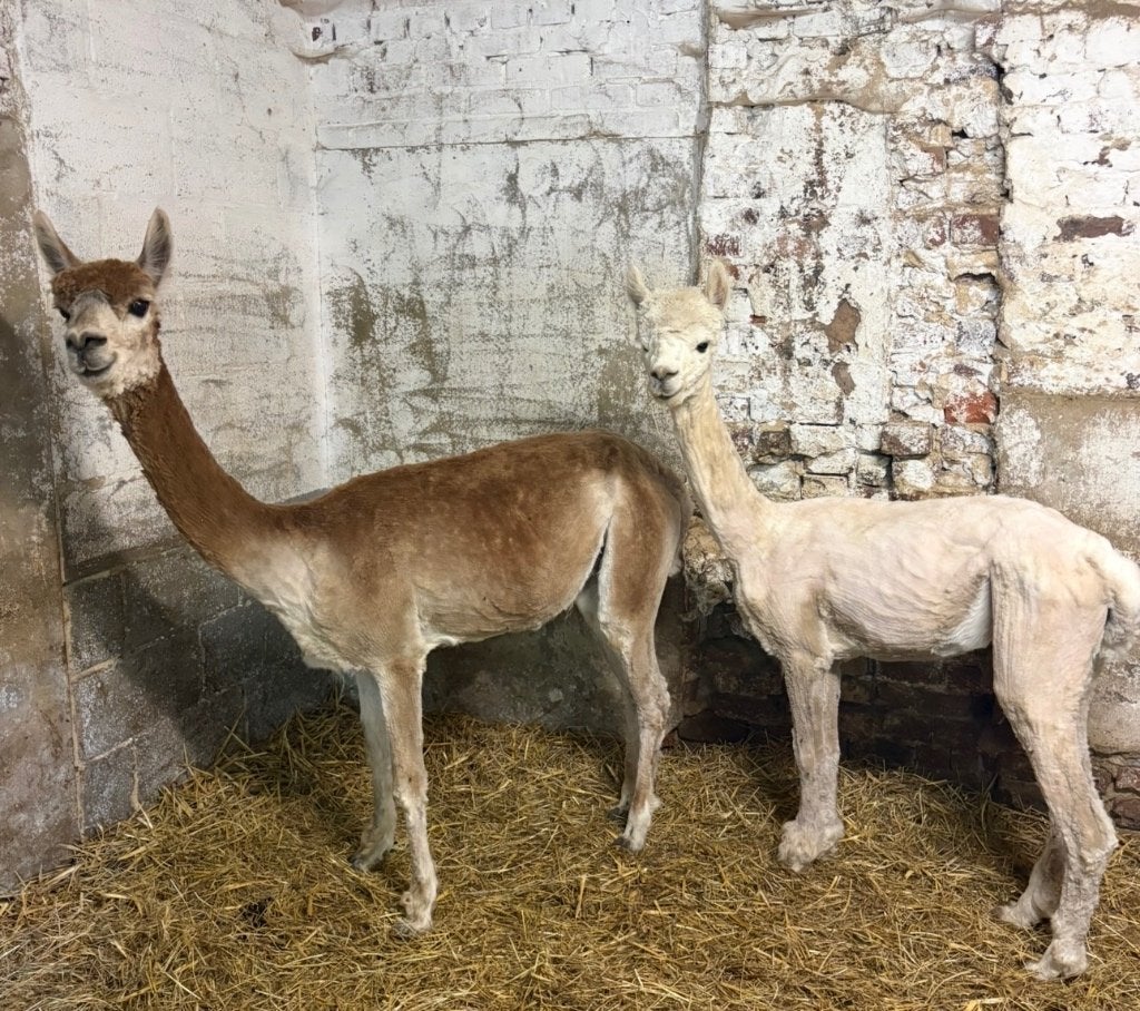 Alpaca merries, Dieren en Toebehoren, Vrouwelijk, Schaap, 3 tot 5 jaar