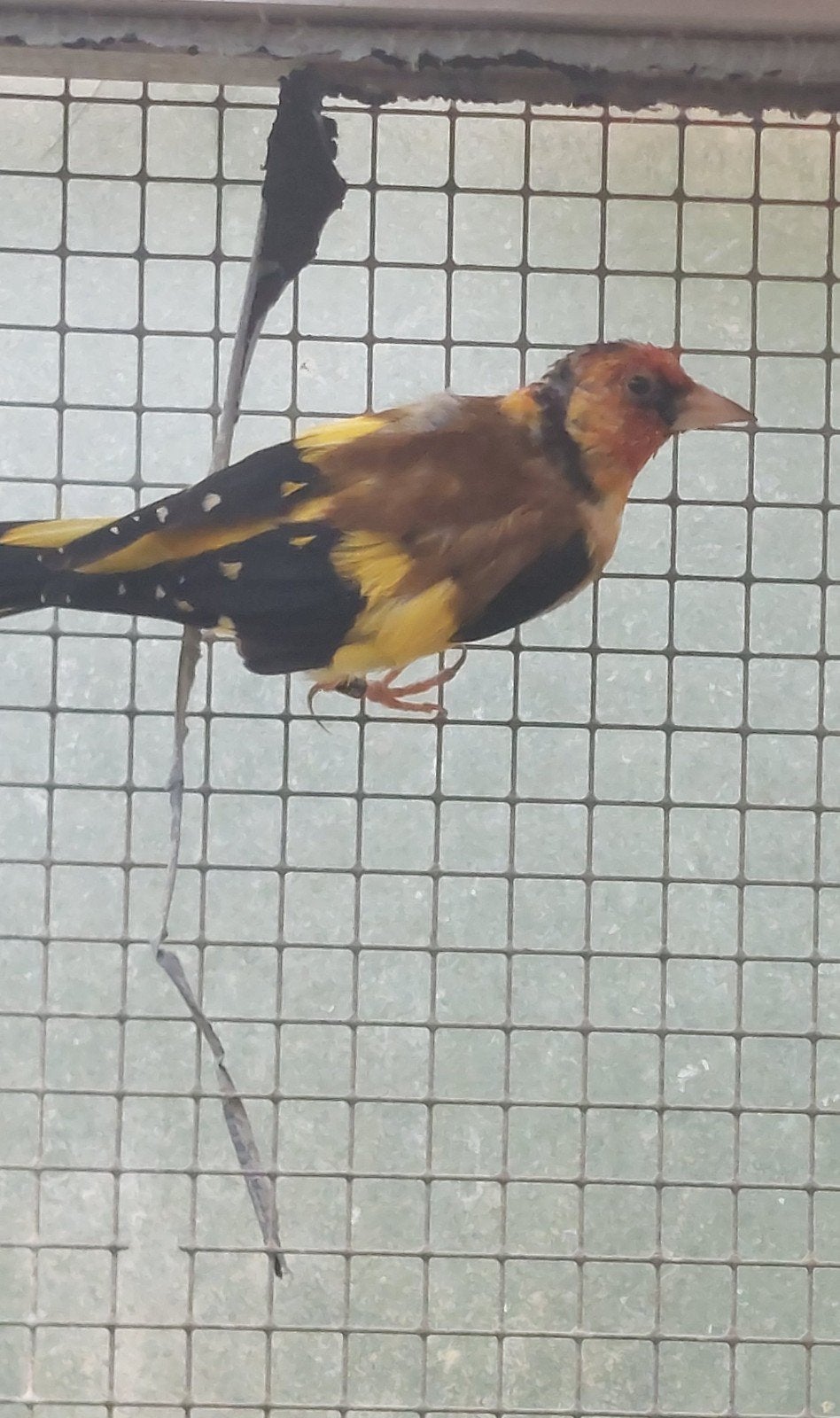 distelvinken putters, Animaux & Accessoires, Oiseaux | Oiseaux Autre