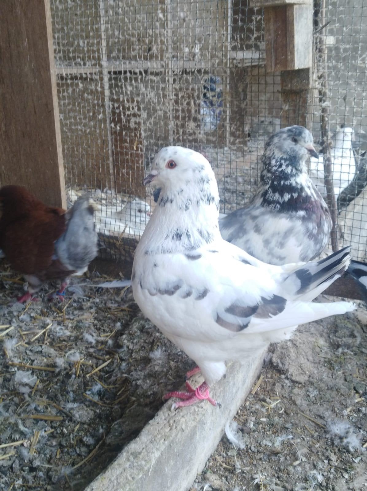 Koppels kingduiven, Animaux & Accessoires, Oiseaux | Pigeons
