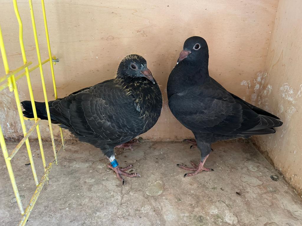 2 Moortjes, Animaux & Accessoires, Oiseaux | Pigeons, Pigeon voyageur, Plusieurs animaux
