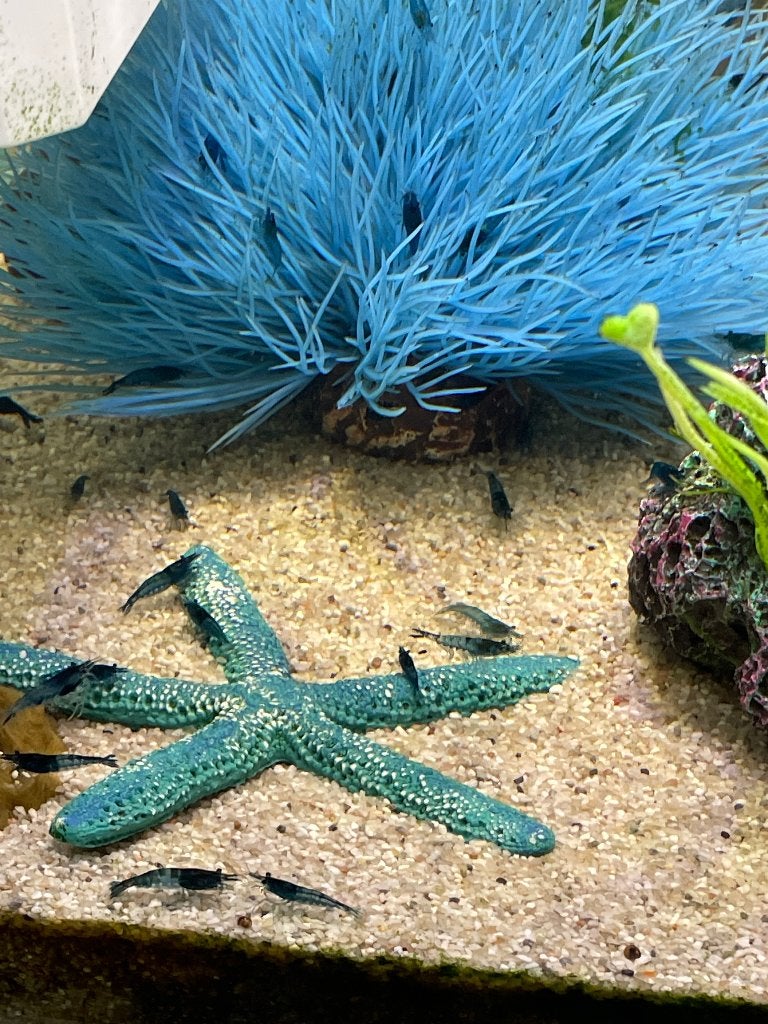 Neocardina blue dream, Dieren en Toebehoren, Vissen | Aquariumvissen, Kreeft, Krab of Garnaal, Zoetwatervis