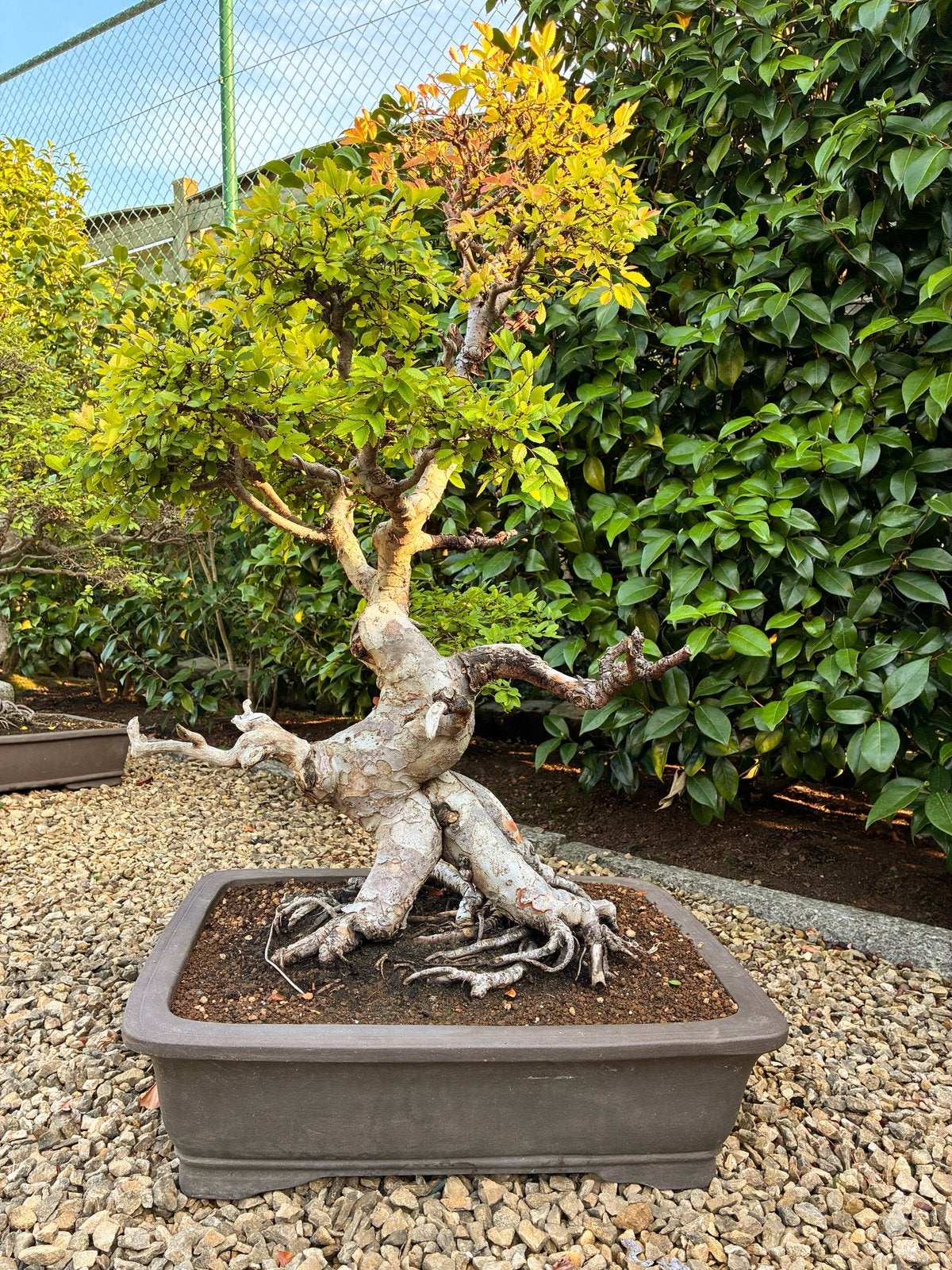 Bonsai Ulmus Parvifolia, Enlèvement