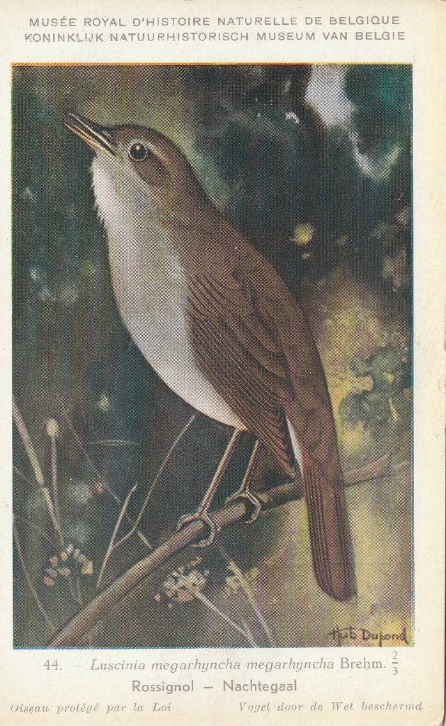 NACHTEGAAL, Verzamelen, Postkaarten | Dieren, Verzenden, Ongelopen, Vogel