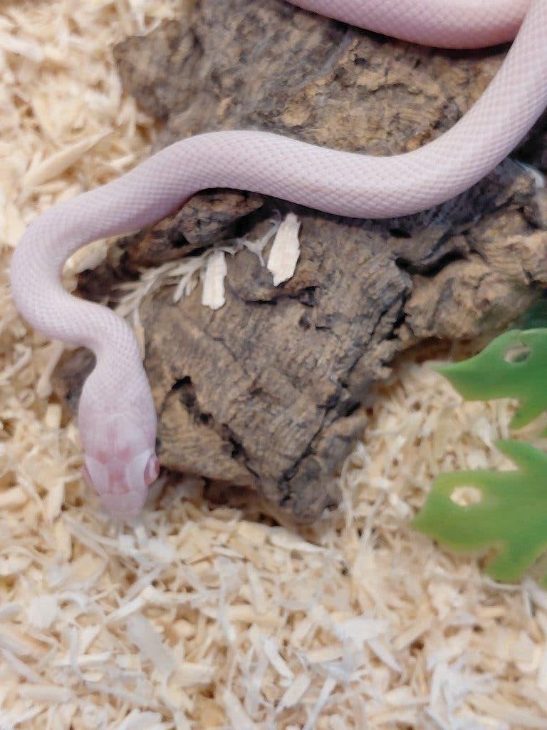serpents des champs, du palmier et du maïs, Animaux & Accessoires, Serpent, 0 à 2 ans