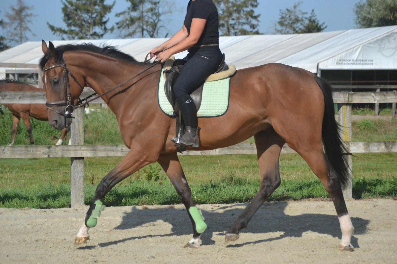 leuke lieve ruin, Hongre