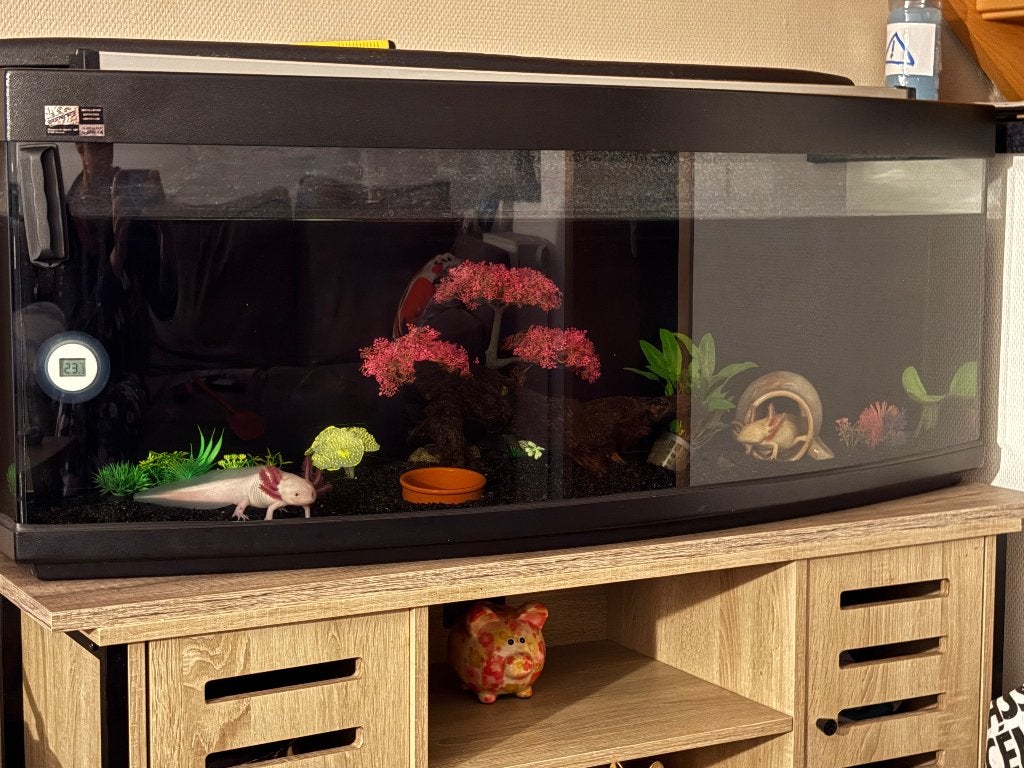 120 volledig gebogen aquarium, Dieren en Toebehoren, Ophalen of Verzenden, Inclusief vissen, Juwel, Gevuld zoetwateraquarium