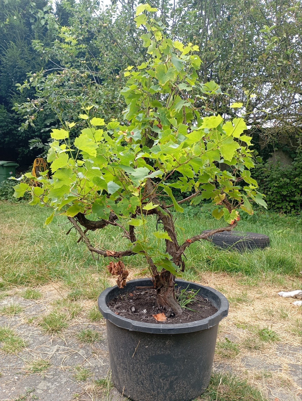 15jarige blauwe druiven plant, Ophalen