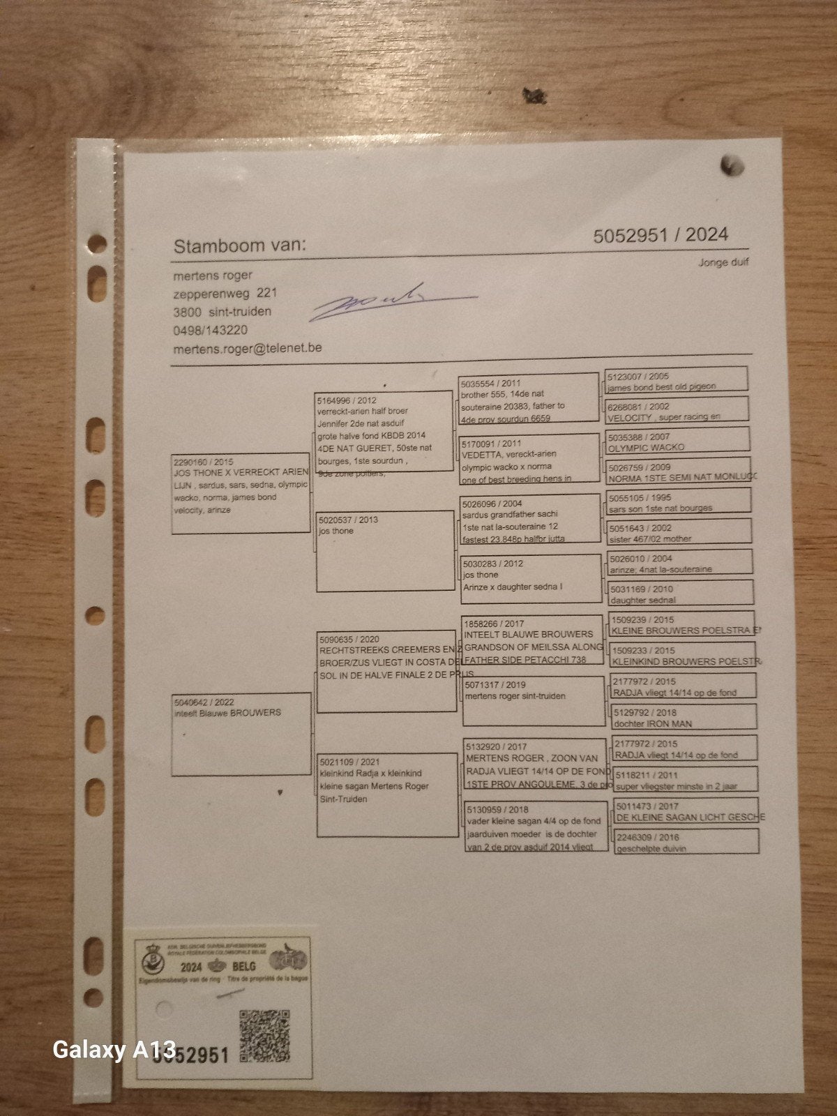 kweekduivinen met pedigre, Vrouwelijk, Postduif