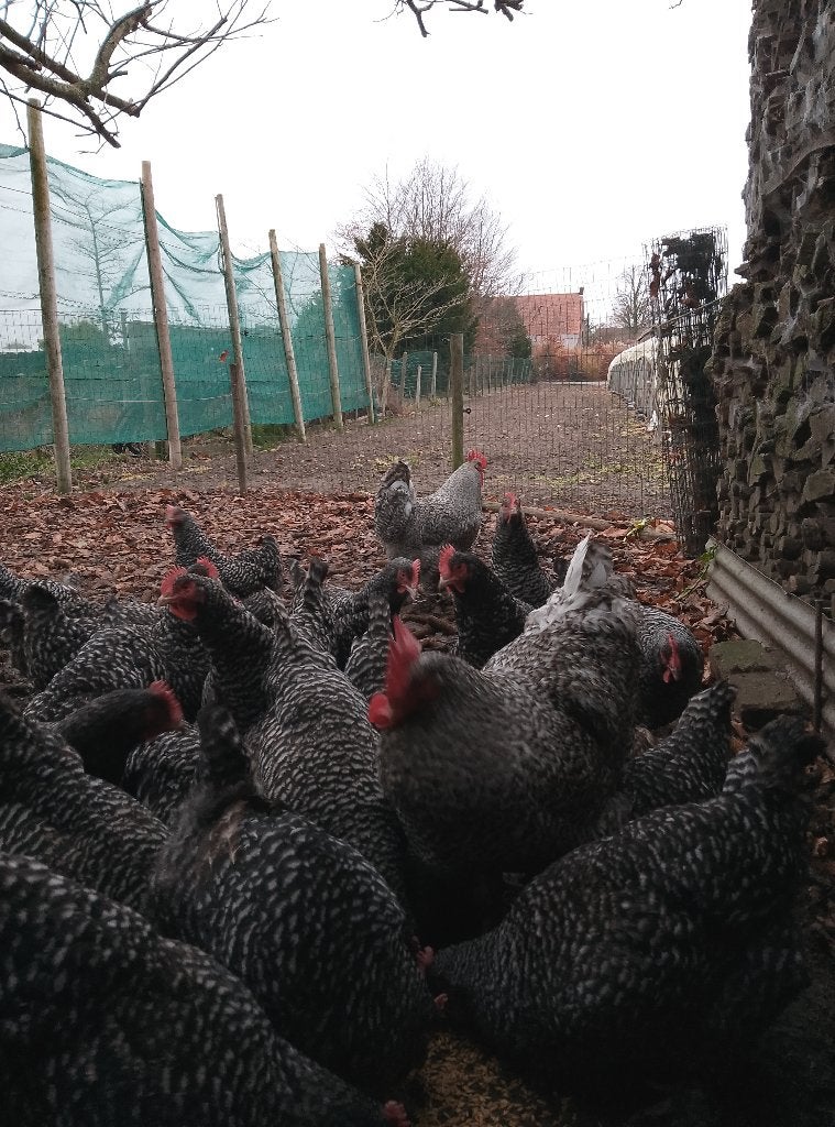 Broedeieren Mechelse koekoek, Dieren en Toebehoren