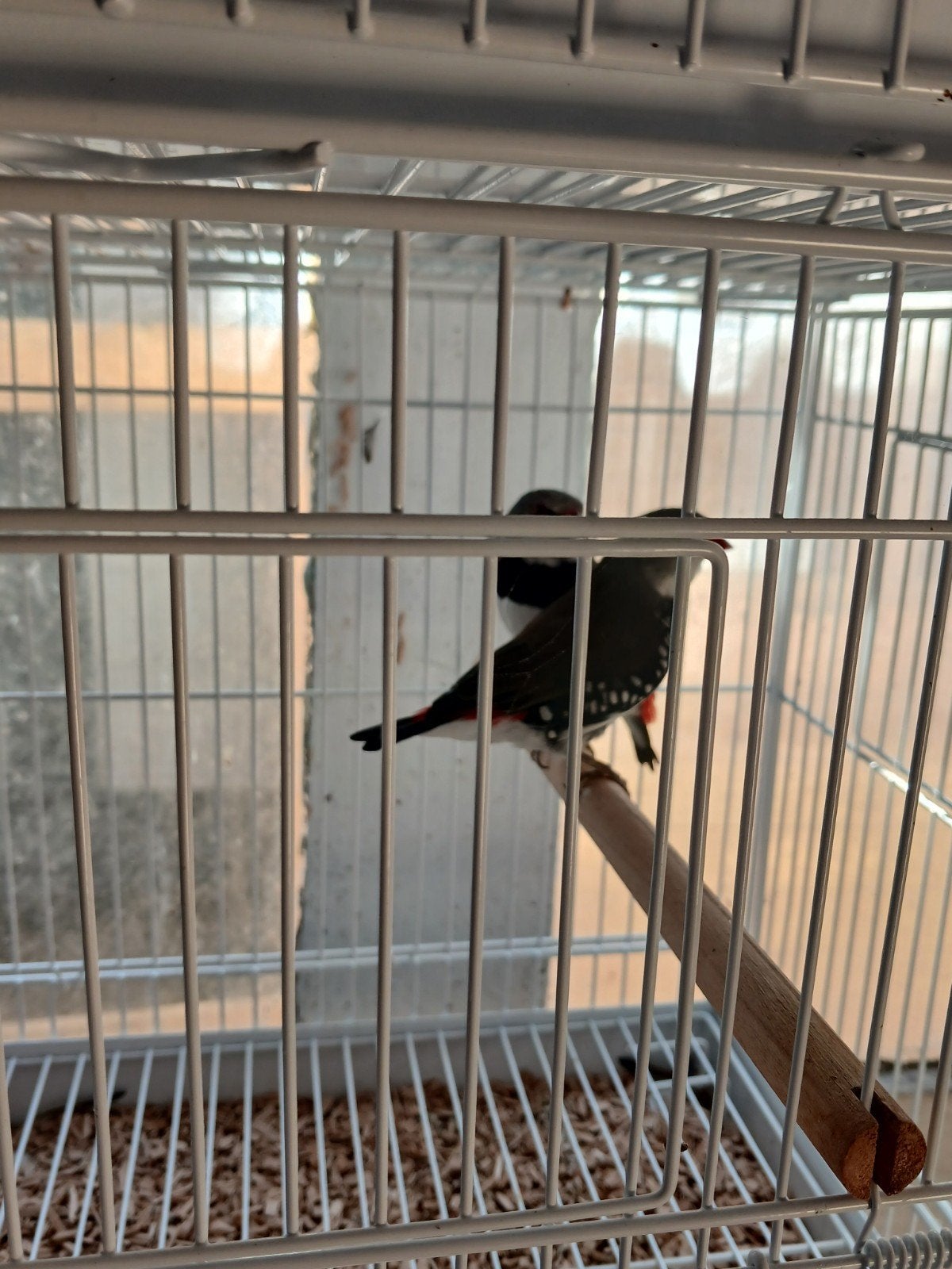 diamant vink, Dieren en Toebehoren, Vogels | Duiven