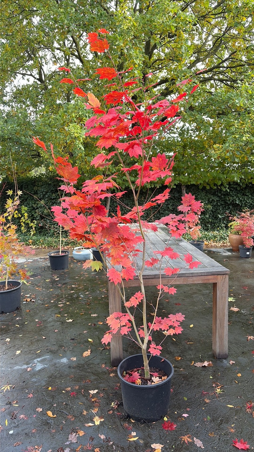 Japanse esdoorn 180 cm, Tuin en Terras, Ophalen, Esdoorn