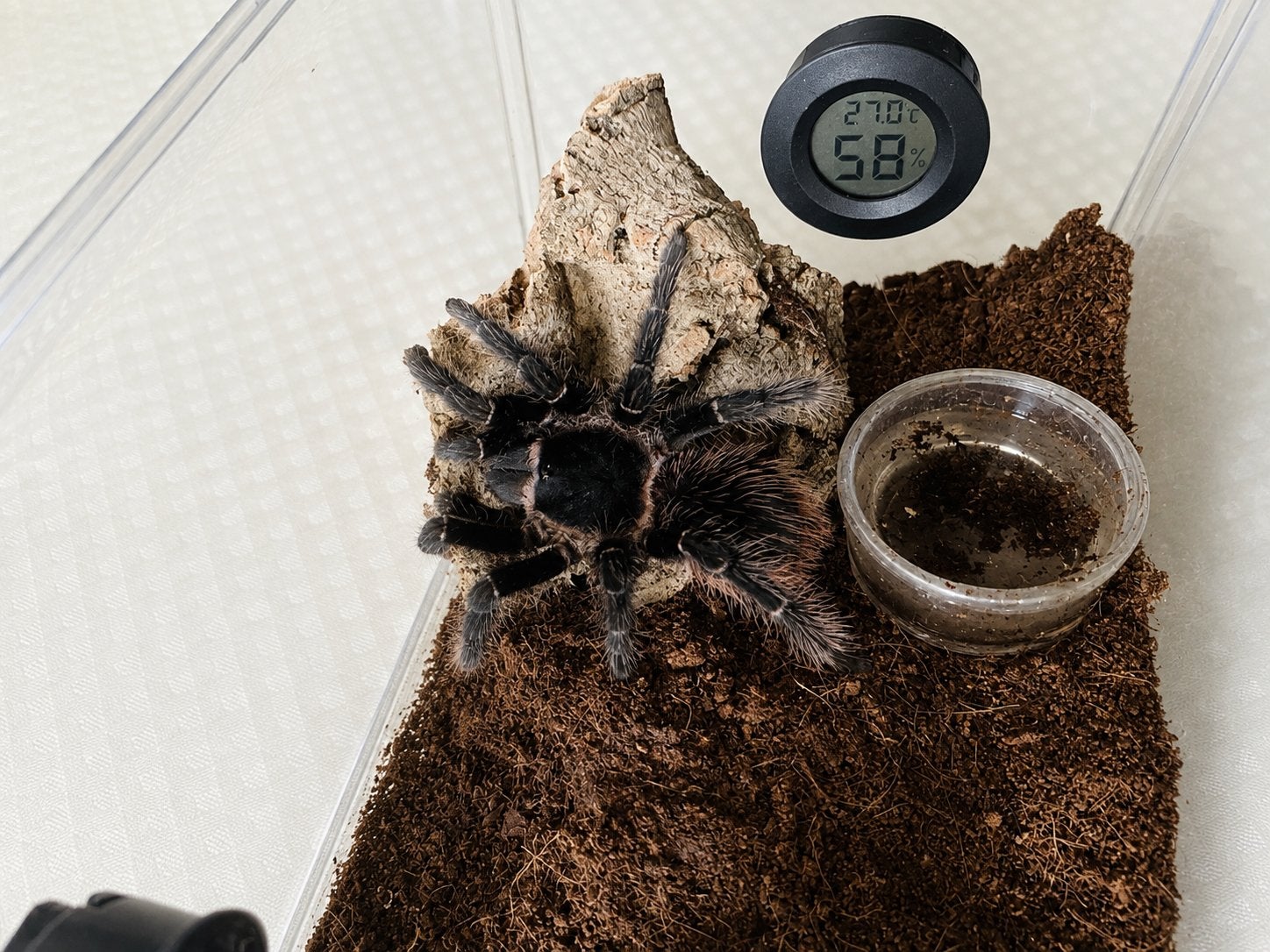 Lasiodora parahybana (Salmon Pink Birdeater), Dieren en Toebehoren, Spin of Schorpioen