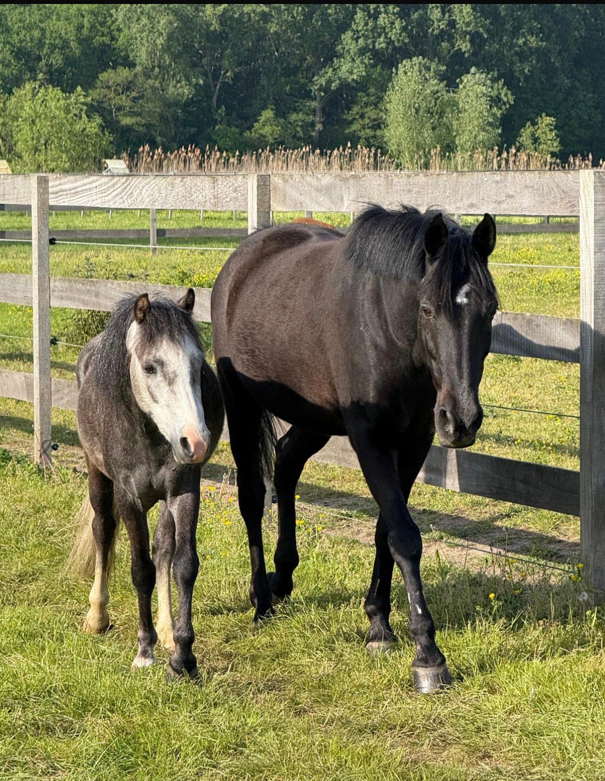 LIEF weidemaatje aangeboden, Dieren en Toebehoren, Ruin