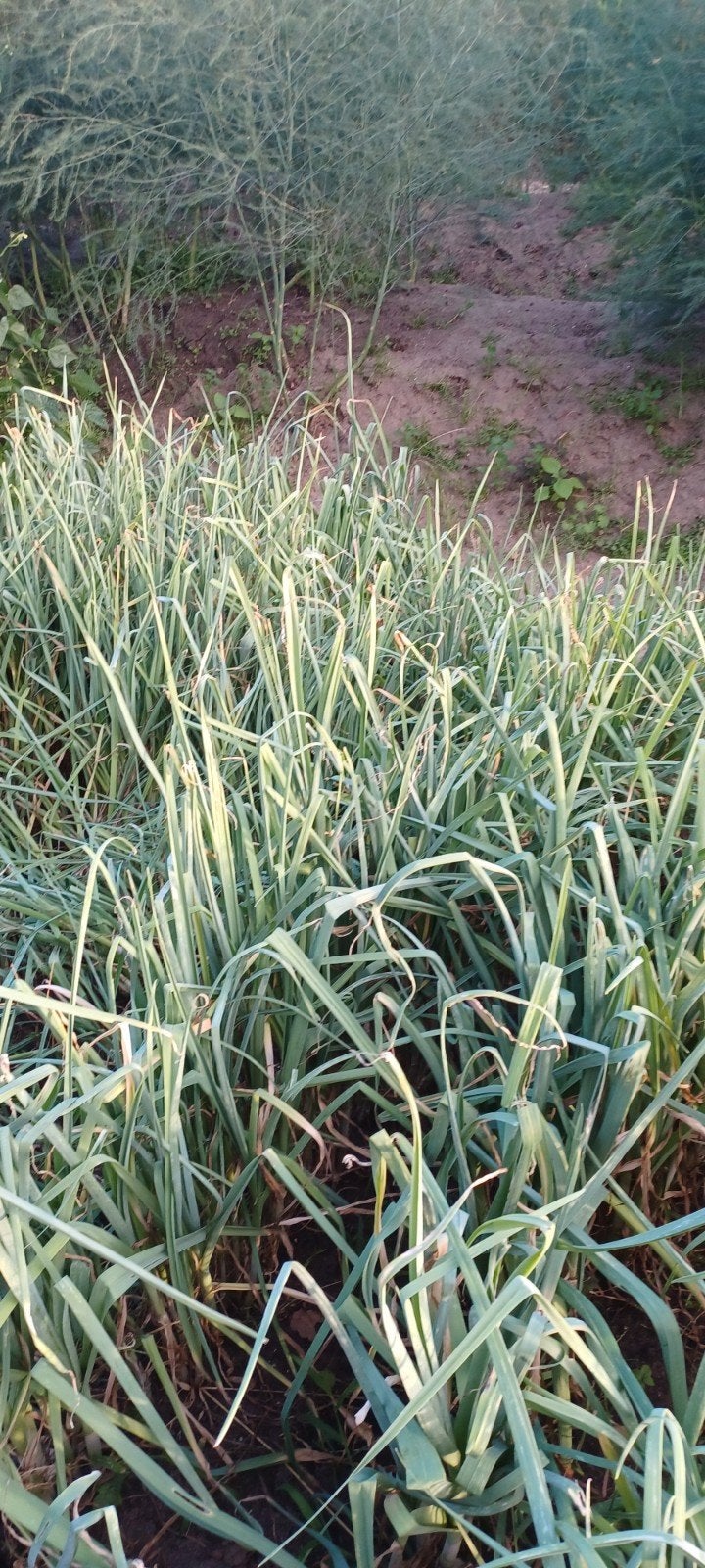 prei planten, Ophalen