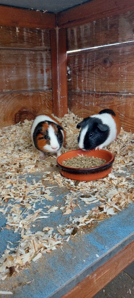 Cavia beertjes, Mâle, Domestique, Mai, Cobaye