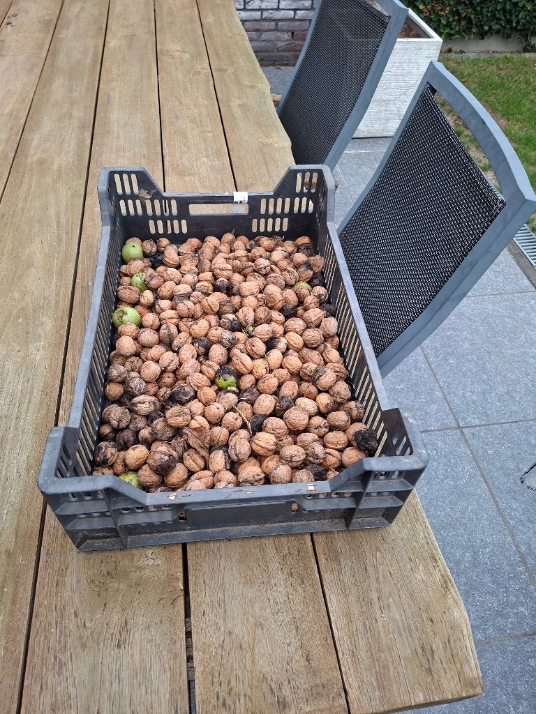 Walnoten uit de tuin, Ophalen