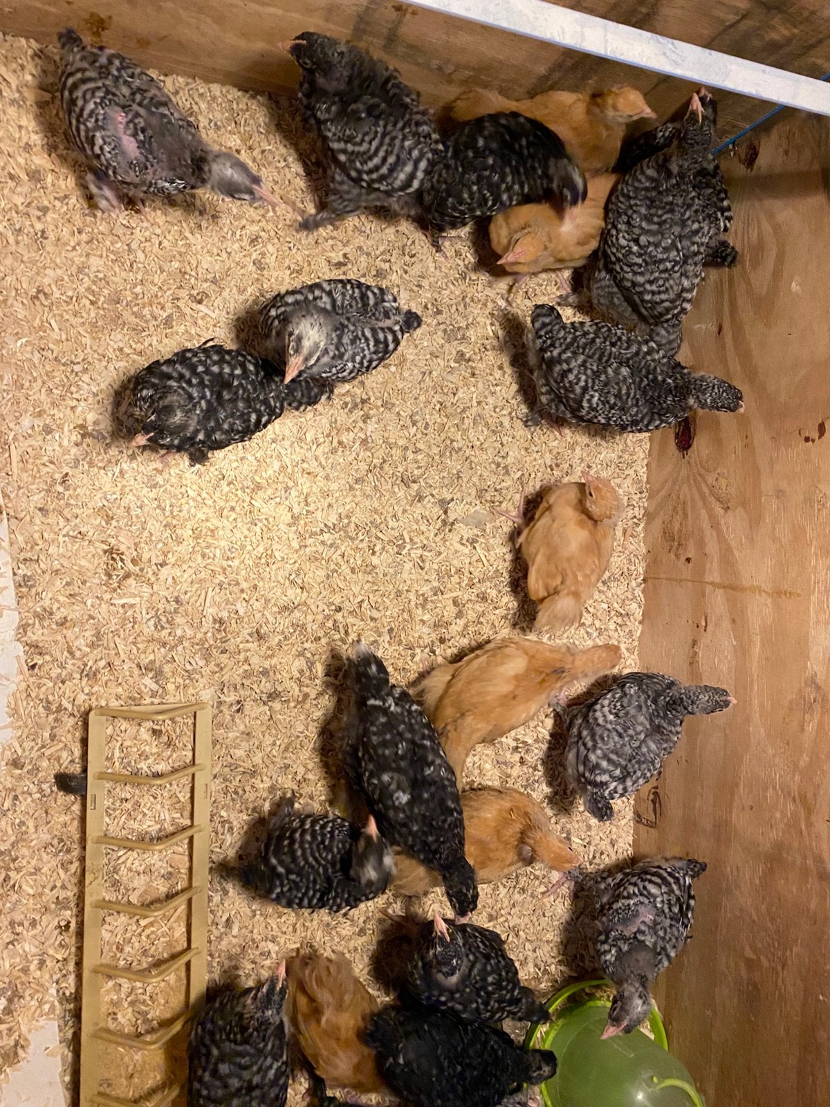 Mechelse  koekoek 10€ stuk, Dieren en Toebehoren