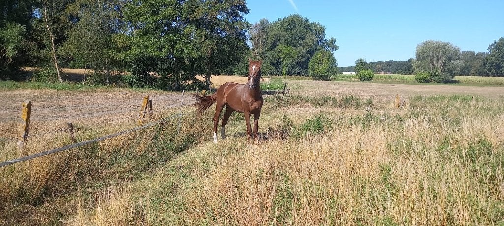 2JAARSE RUIN BWP 3850 EURO, 165 à 170 cm, 0 à 2 ans, Hongre, Avec pedigree