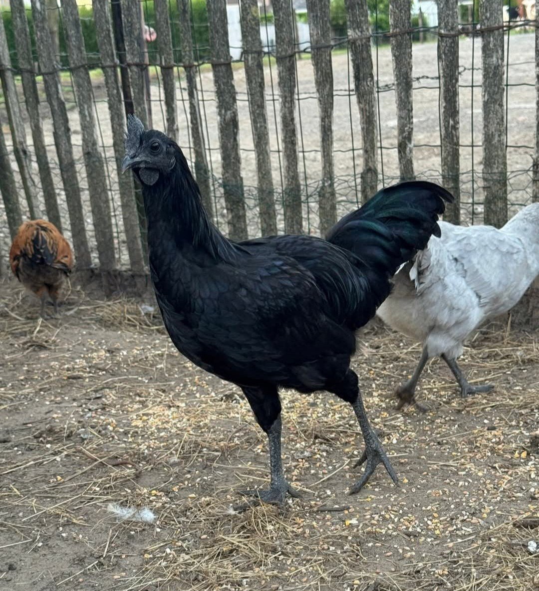 Ayam Cemani hanen, Dieren en Toebehoren, Pluimvee